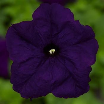 Petunia grandiflora