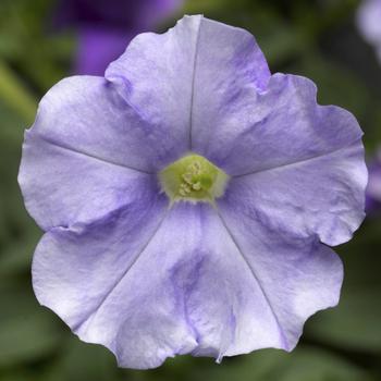 Petunia milliflora