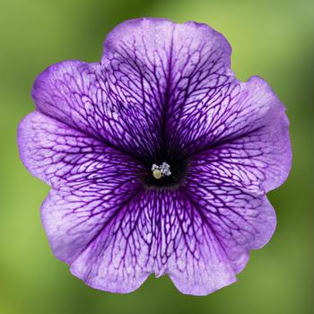 Petunia multiflora