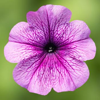 Petunia multiflora