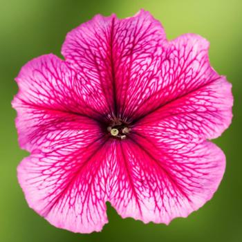 Petunia multiflora