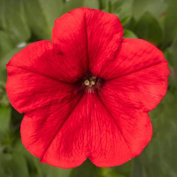 Petunia FotoFinish® '' (275682)