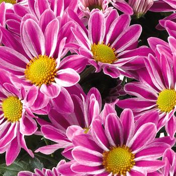 Chrysanthemum indicum 'Armin' 