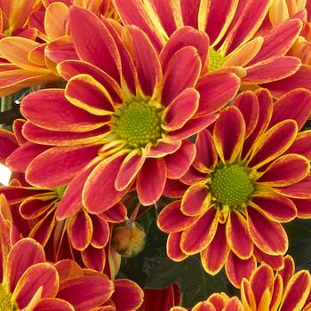 Chrysanthemum indicum 'Armin Red' 