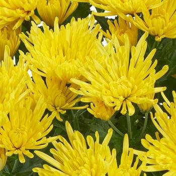 Chrysanthemum indicum 'Spiderman' 