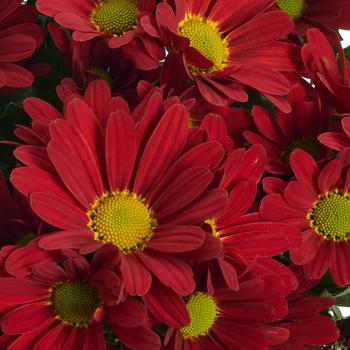 Chrysanthemum indicum 'Cardinal Time' 