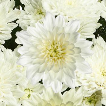 Chrysanthemum indicum 'Mount® Juno' 