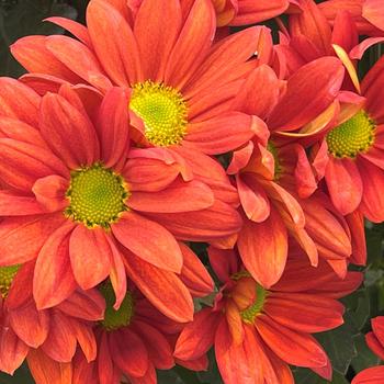 Chrysanthemum indicum 'Navarro™ Bronze' 