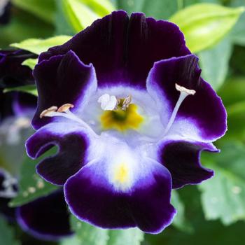 Torenia fournieri