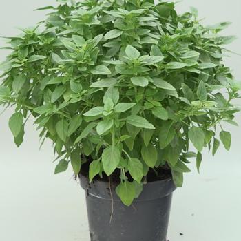 Ocimum basilicum 'Bonsai' 