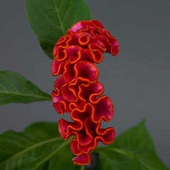 Celosia cristata