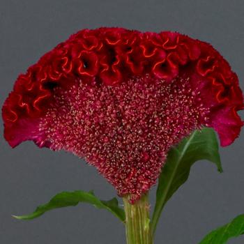 Celosia cristata