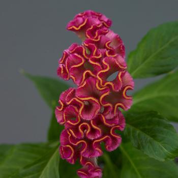 Celosia cristata