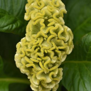 Celosia cristata