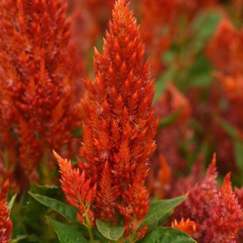 Celosia plumosa