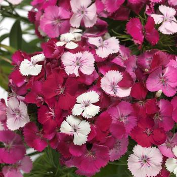 Dianthus barbatus Dart™ 'Pink Magician' (275712)