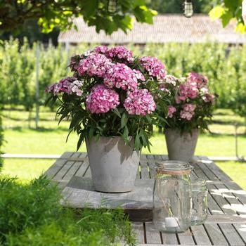 Dianthus barbatus 'Pink Magician' 