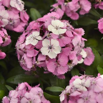 Dianthus barbatus Dart™ 'Pink Magician' (275717)