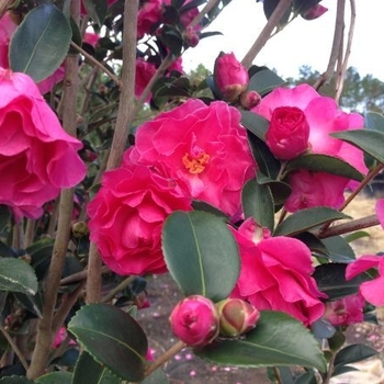 Camellia sasanqua 'Rose of Autumn' 