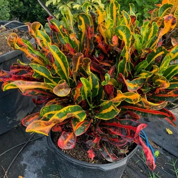 Codiaeum variegatum 'Mammy' 