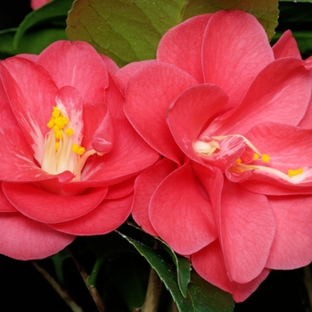 Camellia japonica 'Flame' 