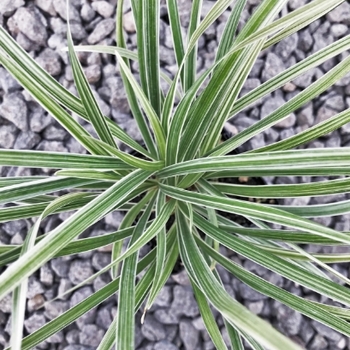 Liriope muscari 'Aztec Grass' 