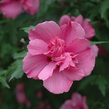 Hibiscus syriacus 'Lucy' 