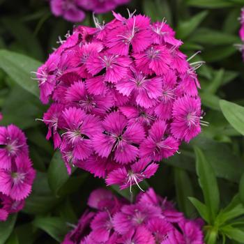 Dianthus barbatus Dart™ '' (275768)