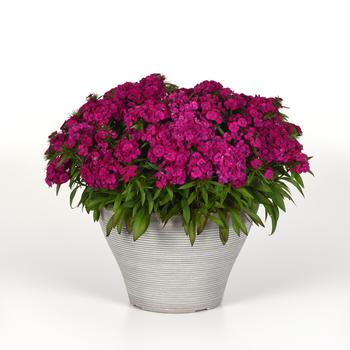 Dianthus barbatus Dart™ '' (275769)