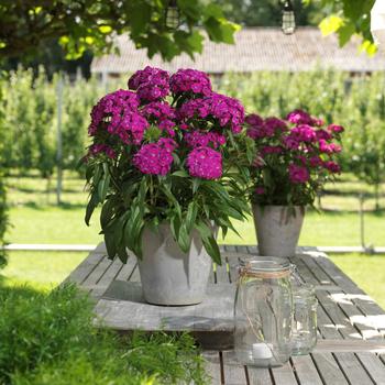 Dianthus barbatus