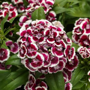 Dianthus barbatus Dart™ '' (275771)