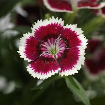 Dianthus barbatus Dart™ '' (275772)