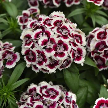 Dianthus barbatus