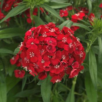 Dianthus barbatus Dart™ '' (275774)