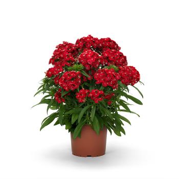 Dianthus barbatus Dart™ '' (275775)