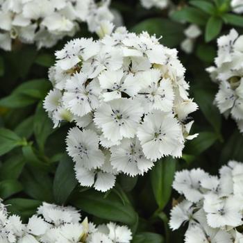 Dianthus barbatus Dart™ '' (275776)