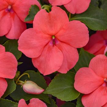 Impatiens walleriana