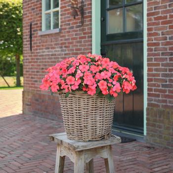 Impatiens walleriana Beacon™ '' (275784)