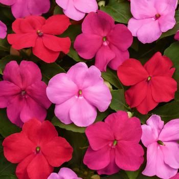 Impatiens walleriana 'Otway Mix' 