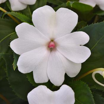 Impatiens 'XL White Pearl' 