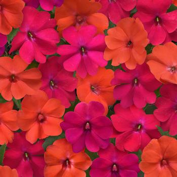 Impatiens 'Voodoo Mix' 