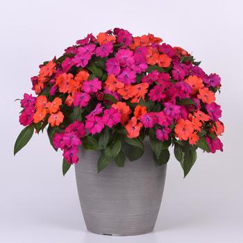 Impatiens Solarscape™ 'Voodoo Mix' (275788)