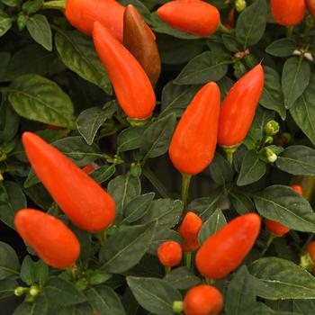 Capsicum annuum Acapulco XP™ '' (275789)