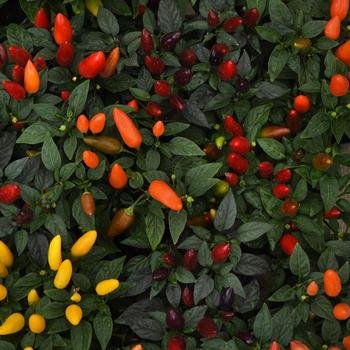 Capsicum annuum