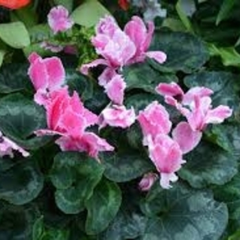 Cyclamen 'Dark Salmon Pink' 