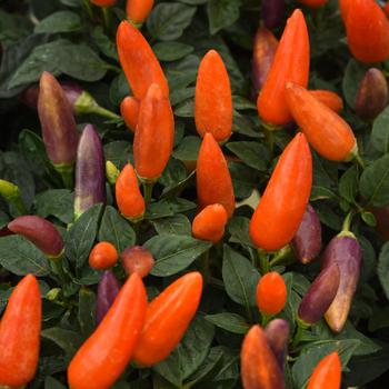 Capsicum annuum