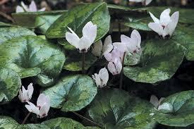 Cyclamen 'Pure White' 