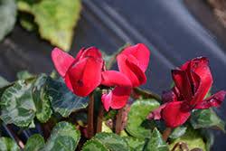 Cyclamen 'Wine Red' 