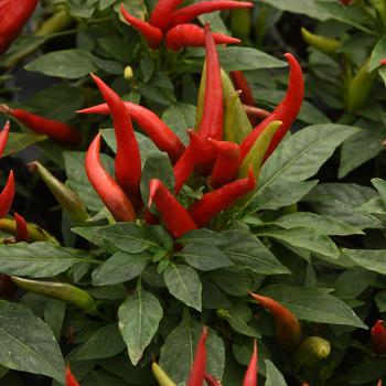 Capsicum annuum 'Santos Red' 