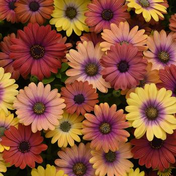 Osteospermum ecklonis 'Hawaii Sunset Mixture' 